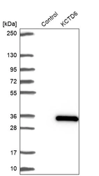 Western blot analysis in control (vector only transfected HEK293T lysate) and KCTD6 over-expression lysate (Co-expressed with a C-terminal myc-DDK tag (~3.1 kDa) in mammalian HEK293T cells, LY407050).