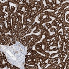 Anti-PID1 Antibody