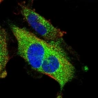 Immunofluorescent staining of human cell line U-251 MG shows localization to endoplasmic reticulum.