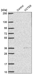 Western blot analysis in control (vector only transfected HEK293T lysate) and KCTD6 over-expression lysate (Co-expressed with a C-terminal myc-DDK tag (~3.1 kDa) in mammalian HEK293T cells, LY407050).