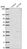 Anti-KCTD6 Antibody