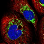 Immunofluorescent staining of human cell line A-431 shows localization to nucleoli & mitochondria.