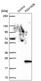 Western blot analysis in control (vector only transfected HEK293T lysate) and FAM162B over-expression lysate (Co-expressed with a C-terminal myc-DDK tag (~3.1 kDa) in mammalian HEK293T cells, LY421323).
