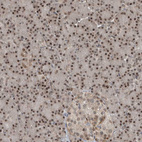 Immunohistochemical staining of human pancreas shows strong nuclear positivity in exocrine glandular cells.