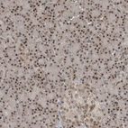Immunohistochemical staining of human pancreas shows strong nuclear positivity in exocrine glandular cells.