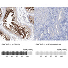 Anti-SHCBP1L Antibody