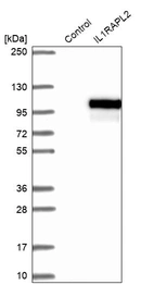 Western blot analysis in control (vector only transfected HEK293T lysate) and IL1RAPL2 over-expression lysate (Co-expressed with a C-terminal myc-DDK tag (~3.1 kDa) in mammalian HEK293T cells, LY413774).