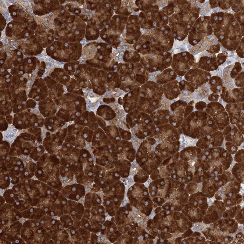 Anti-FAM110C Antibody