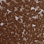 Anti-FAM110C Antibody