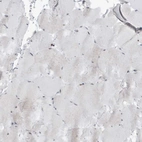 Immunohistochemical staining of human skeletal muscle shows no positivity in myocytes as expected.