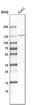 Western blot analysis in human cell line A-431.