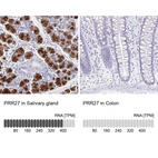 Anti-PRR27 Antibody
