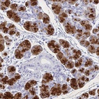 Immunohistochemical staining of human salivary gland shows high expression.