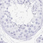 Immunohistochemical staining of human testis using Anti-PRR27 antibody HPA036151.