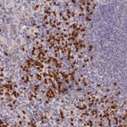 Anti-NCF4 Antibody