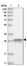 Anti-MITD1 Antibody