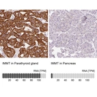Anti-IMMT Antibody