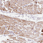 Anti-IMMT Antibody