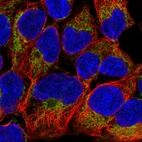 Immunofluorescent staining of human cell line HEK 293 shows localization to mitochondria.