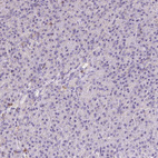 Immunohistochemical staining of human pancreas shows no positivity in exocrine glandular cells as expected.