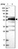 Anti-FAM126B Antibody