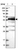 Anti-FAM126B Antibody