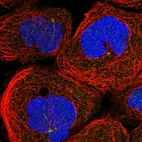 Immunofluorescent staining of human cell line A-431 shows localization to microtubule organizing center.