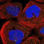 Immunofluorescent staining of human cell line A-431 shows localization to microtubule organizing center.