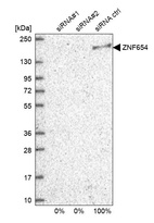 Anti-ZNF654 Antibody