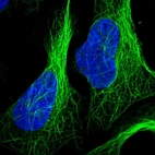 Immunofluorescent staining of human cell line U-2 OS shows localization to nucleoplasm & microtubules.