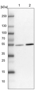 Lane 1: NIH-3T3 cell lysate (Mouse embryonic fibroblast cells)_br/_Lane 2: NBT-II cell lysate (Rat Wistar bladder tumour cells)