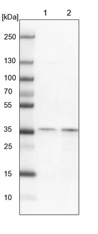 Lane 1: NIH-3T3 cell lysate (Mouse embryonic fibroblast cells)_br/_Lane 2: NBT-II cell lysate (Rat Wistar bladder tumour cells)
