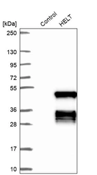 Western blot analysis in control (vector only transfected HEK293T lysate) and HELT over-expression lysate (Co-expressed with a C-terminal myc-DDK tag (~3.1 kDa) in mammalian HEK293T cells, LY422265).