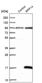 Western blot analysis in control (vector only transfected HEK293T lysate) and RPP14 over-expression lysate (Co-expressed with a C-terminal myc-DDK tag (~3.1 kDa) in mammalian HEK293T cells, LY416241).