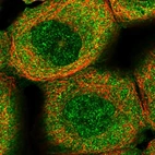 Immunofluorescent staining of human cell line A-431 shows localization to nucleoplasm & cytosol.