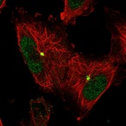 Immunofluorescent staining of human cell line U-251 MG shows localization to nucleoplasm & microtubule organizing center.