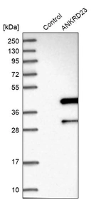 Western blot analysis in control (vector only transfected HEK293T lysate) and ANKRD23 over-expression lysate (Co-expressed with a C-terminal myc-DDK tag (~3.1 kDa) in mammalian HEK293T cells, LY408133).