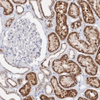 Immunohistochemical staining of human kidney shows strong granular cytoplasmic positivity in cells in tubules.