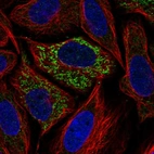 Immunofluorescent staining of human cell line SiHa shows localization to mitochondria.