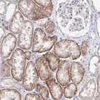 Immunohistochemical staining of human kidney shows strong membranous positivity in cells in tubules.
