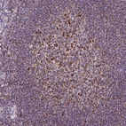 Immunohistochemical staining of human tonsil shows strong granular positivity in cytoplasm in germinal center cells.