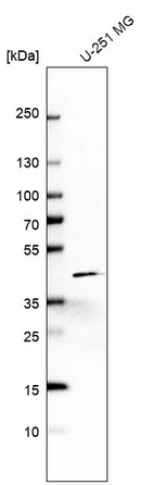 Western blot analysis in human cell line U-251 MG.