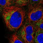Immunofluorescent staining of human cell line HEK 293 shows localization to mitochondria.