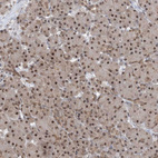 Immunohistochemical staining of human Pancreas shows moderate nuclear positivity in exocrine glandular cells.