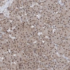 Immunohistochemical staining of human Pancreas shows moderate nuclear positivity in exocrine glandular cells.