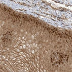 Anti-NAF1 Antibody