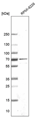 Western blot analysis in human cell line RPMI-8226.