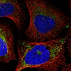 Immunofluorescent staining of human cell line U-2 OS shows localization to mitochondria.