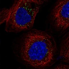 Immunofluorescent staining of human cell line A-431 shows localization to vesicles.