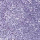 Anti-CDH16 Antibody